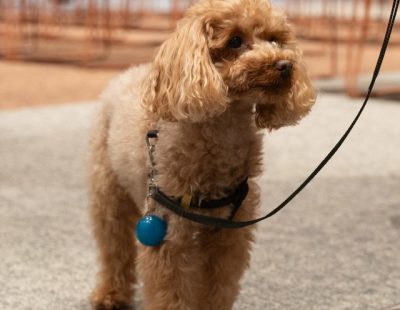 091223384-039ae3c1-fe90-4315-a989-05bf966e106f